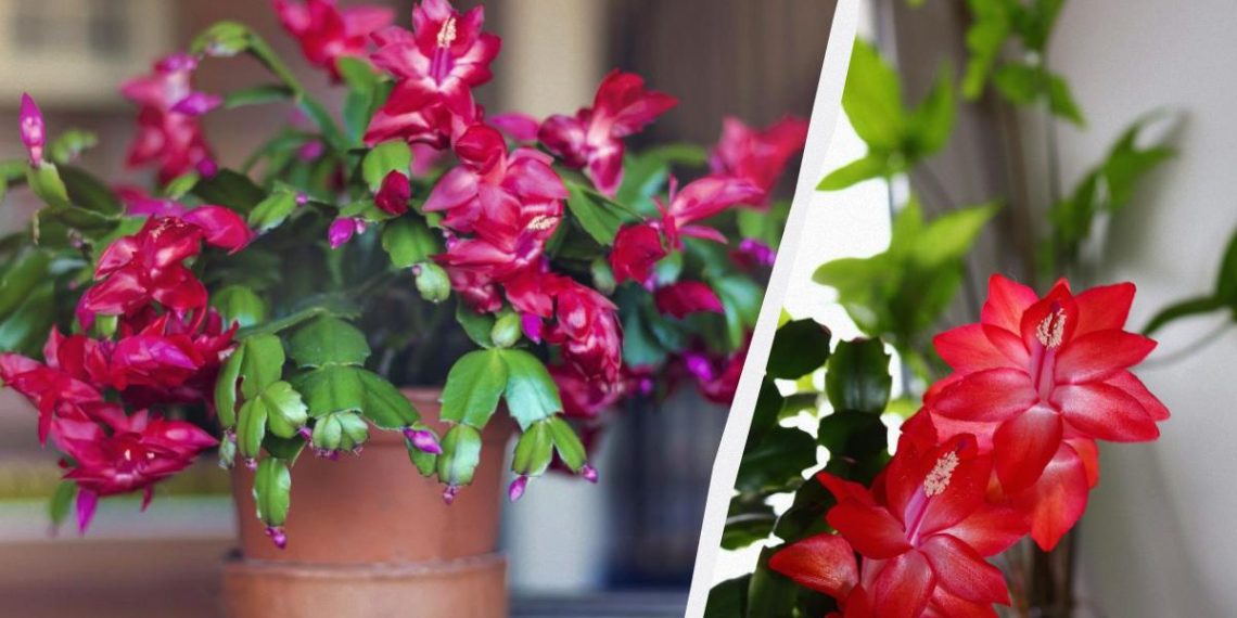 Обріжте різдвянник так – і наступного року він вас здивує