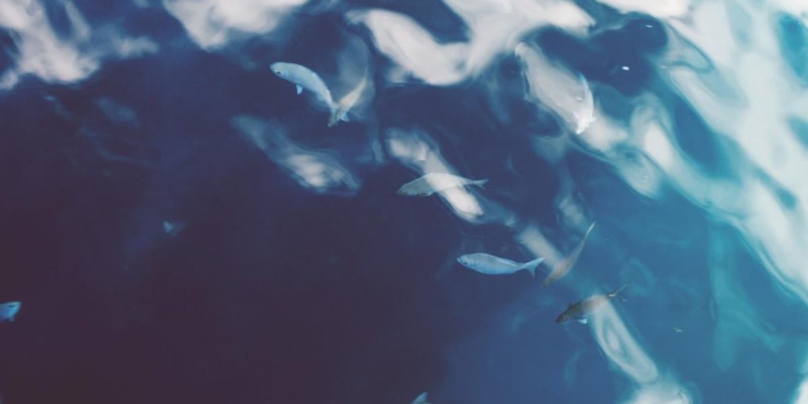 Розгадує головоломки і має “мозок” у руках: яка тварина в океані найрозумніша