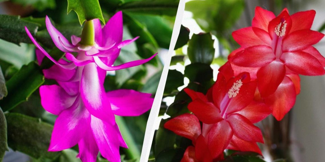 Кава не допоможе: експертка розповіла, як змусити декабрист цвісти взимку