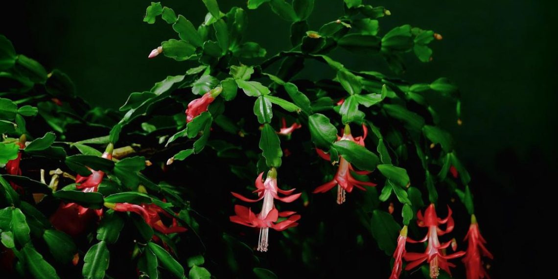 Популярний лайфхак не працює: як не зіпсувати декабрист до Різдва