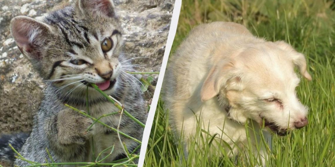 Навіщо коти й собаки їдять траву і чи потрібно їм це: вчені дали несподіване пояснення