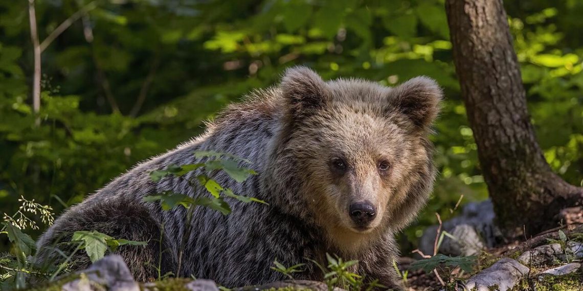 Ведмеді в Італії мутували і поводяться нетипово: вчені знайшли пояснення
