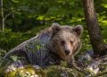 Ведмеді в Італії мутували і поводяться нетипово: вчені знайшли пояснення