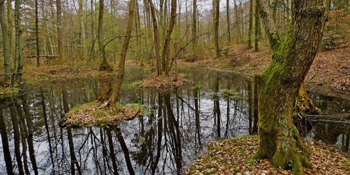У Швейцарії в болоті знайшли кельтські золоті монети, яким понад 2000 років (фото)