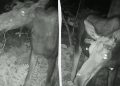 “Вампіри” в лісі: фотопастка спіймала метеликів, які п’ють сльози у живого лося (відео)
