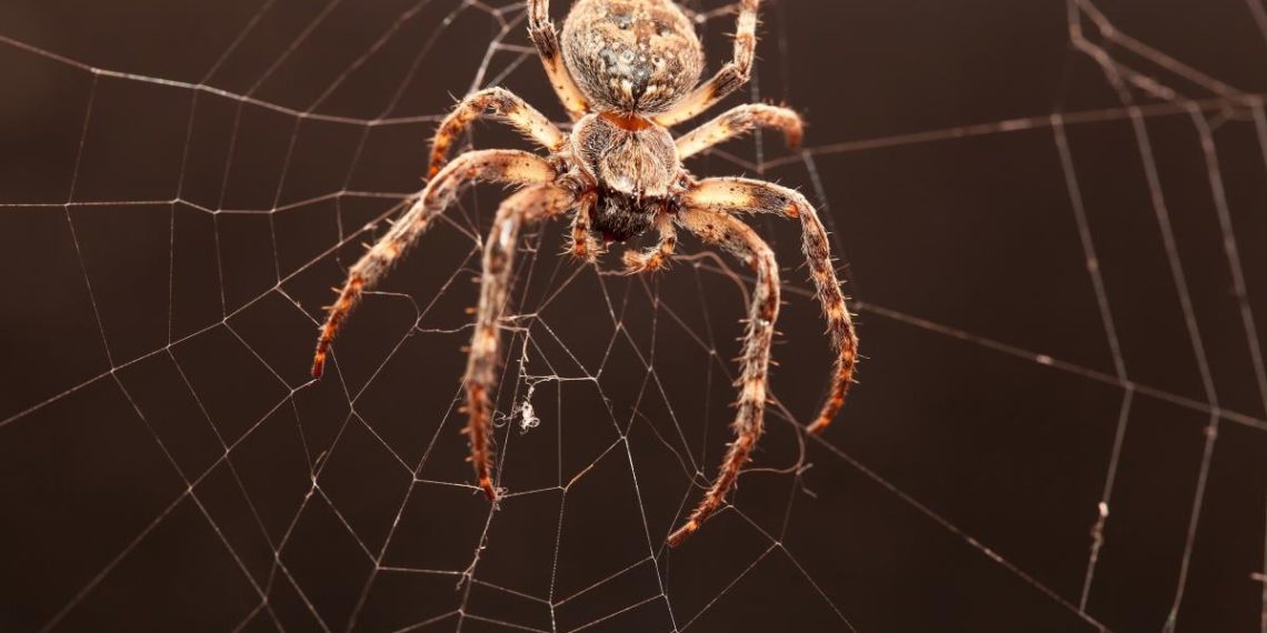 Скільки павуків ховається в кожній кімнаті: несподівані дані