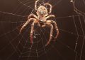Скільки павуків ховається в кожній кімнаті: несподівані дані