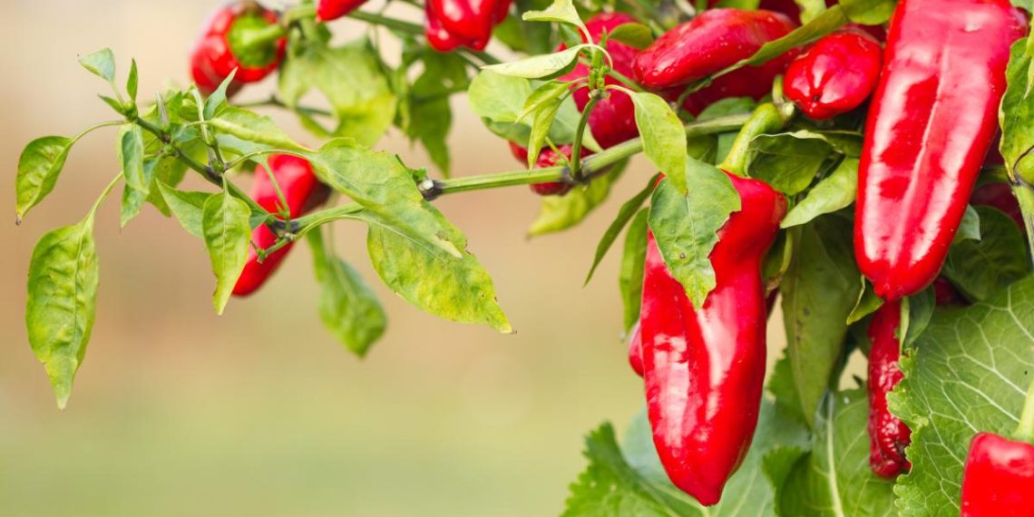 Як вирощувати гострий перець удома: 12 важливих порад