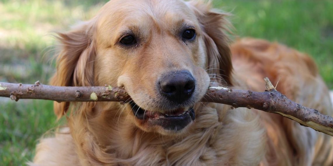 Чи справді 1 рік життя собаки дорівнює 7 людським: вчені перевірили і от що з’ясували