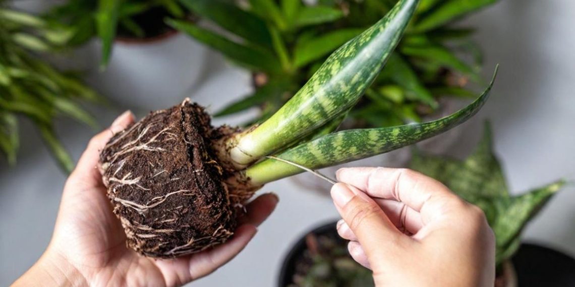 7 рослин, які привернуть удачу і позитивну енергію в дім