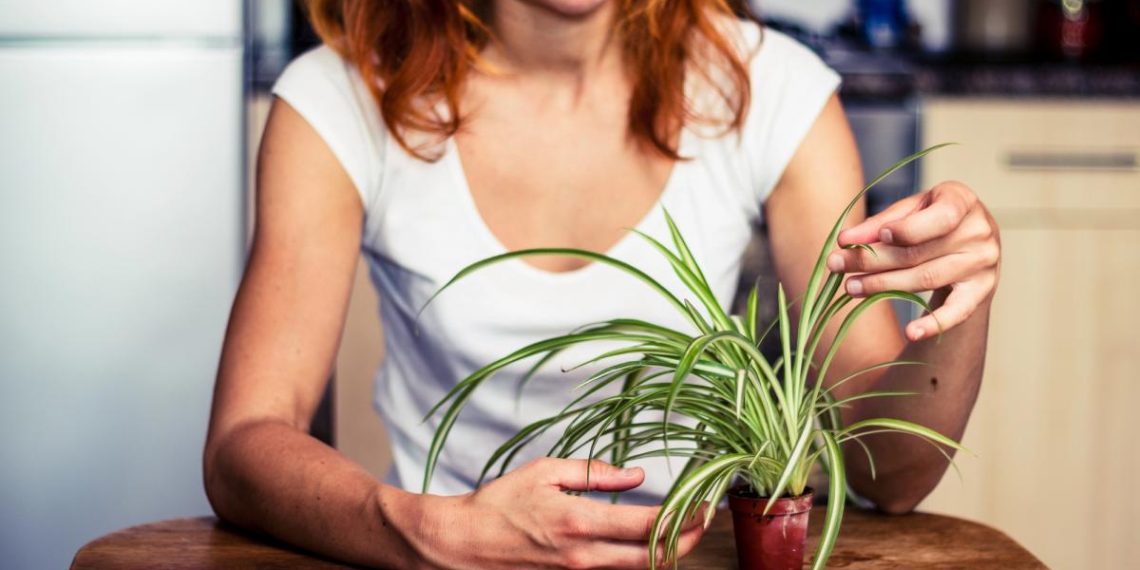 Які кімнатні рослини потрібно обрізати в січні: названо 9 квітів