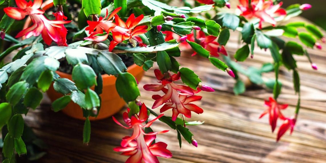 Як “розбудити” різдвяний кактус після зимових свят, щоб він знову зацвів