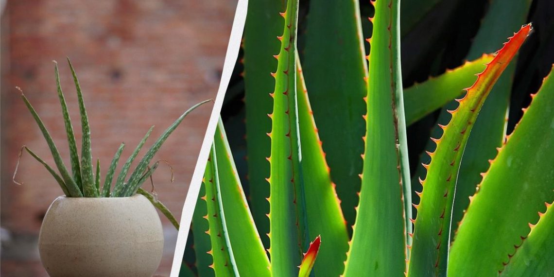 Чому сохне алое і як його врятувати: 7 простих кроків