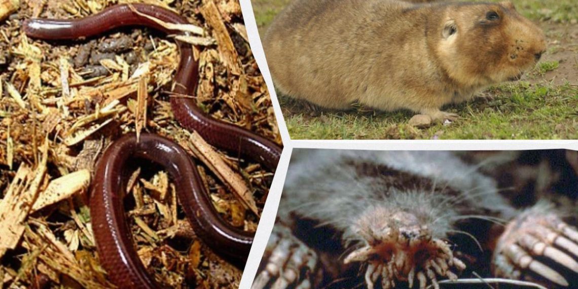 Без очей, але з ідеальним чуттям: названо 11 дивовижних тварин, що живуть у повній темряві