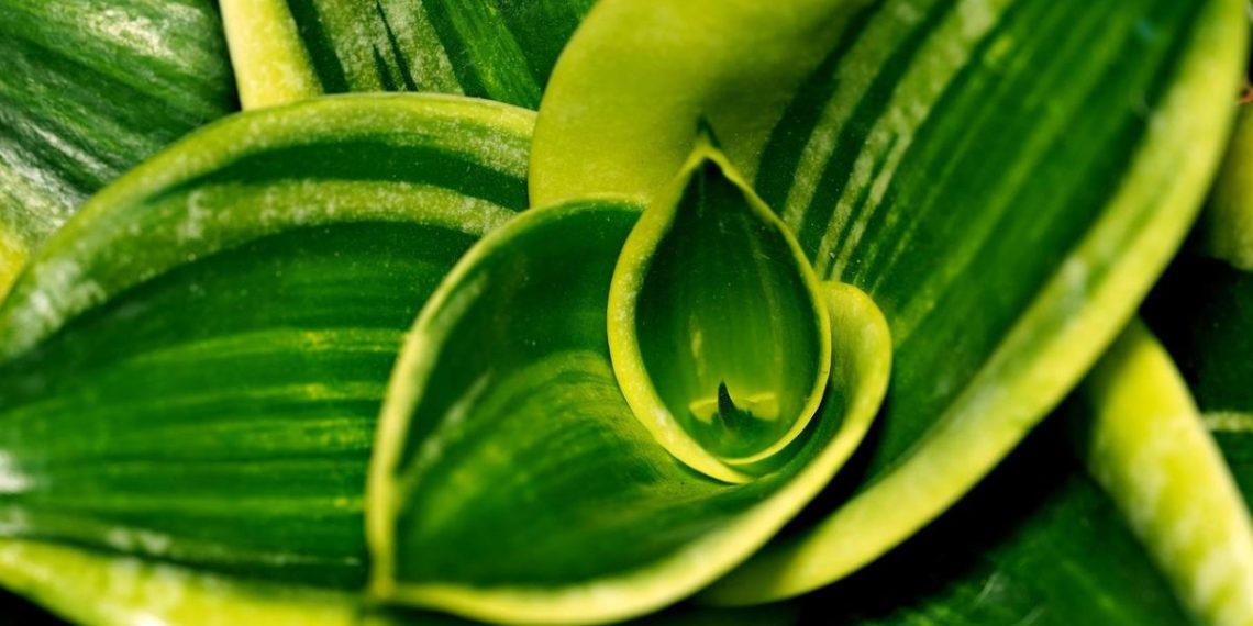 Новий горщик – довге життя: коли можна пересаджувати тещин язик