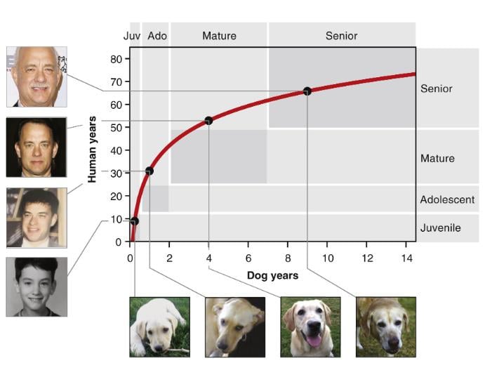 Чи справді 1 рік життя собаки дорівнює 7 людським: вчені перевірили і от що з'ясували