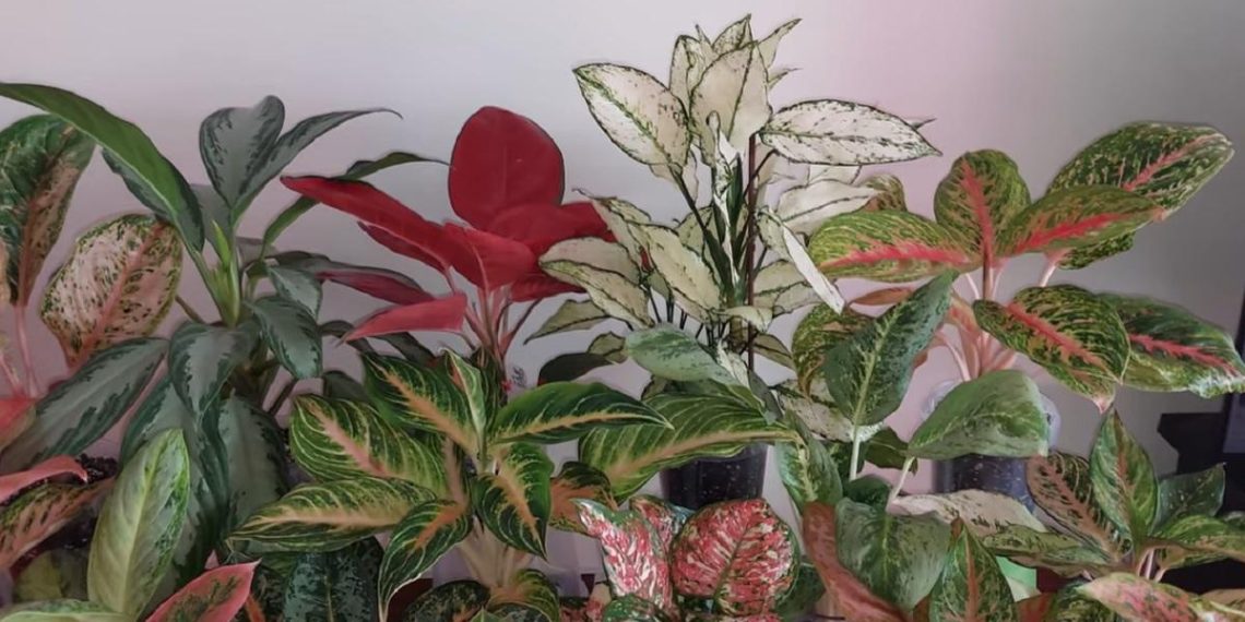 Кімнатні рослини, які піднімуть настрій та прикрасять дім: експерти назвали 5 варіантів