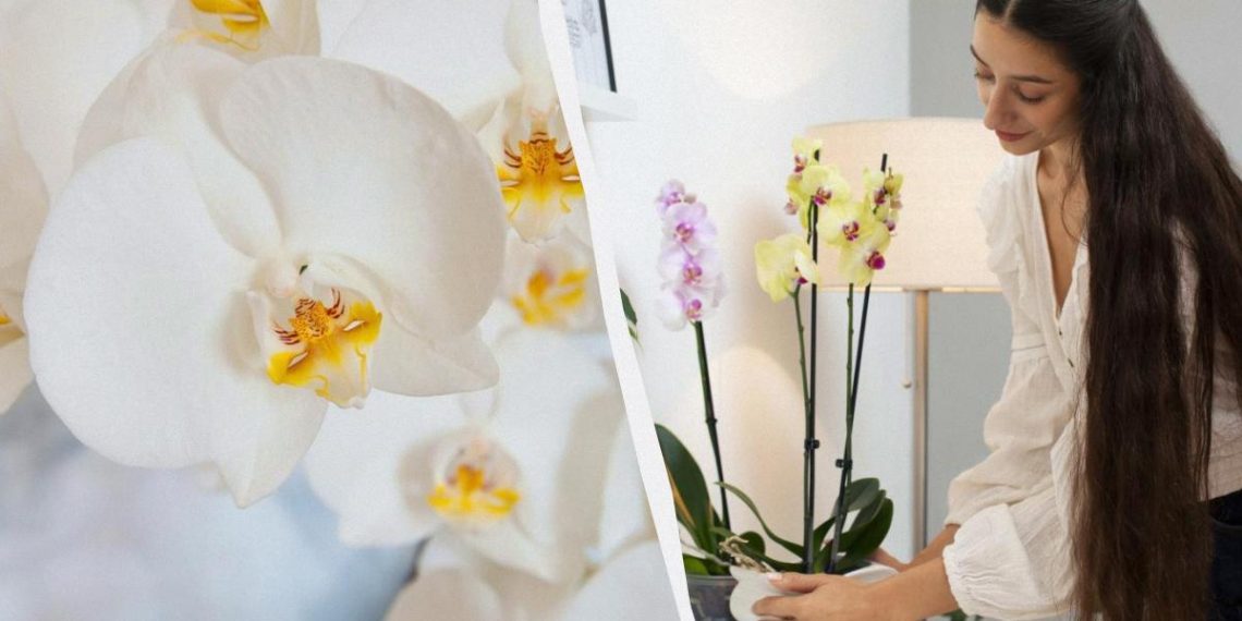 Немає квітів: що робити, якщо орхідея пішла в “спокій”