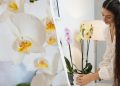 Немає квітів: що робити, якщо орхідея пішла в “спокій”