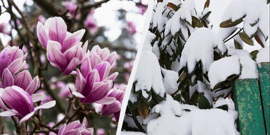 Як зберегти магнолію взимку: 6 порад, щоб квіти не замерзли