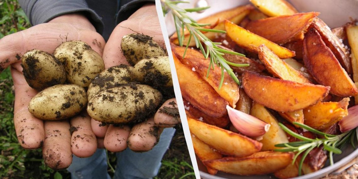 Названо 6 найсмачніших сортів картоплі в Україні: фермери їх обожнюють