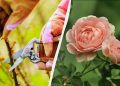 Зараз найкращий час для живцювання троянд: ось як їх розмножити – вийде у кожного