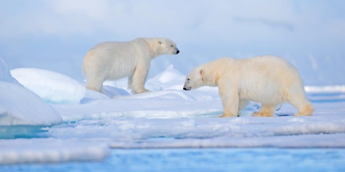 Щось дуже дивне відбулося з ведмедями на Шпіцбергені: вчені приголомшені