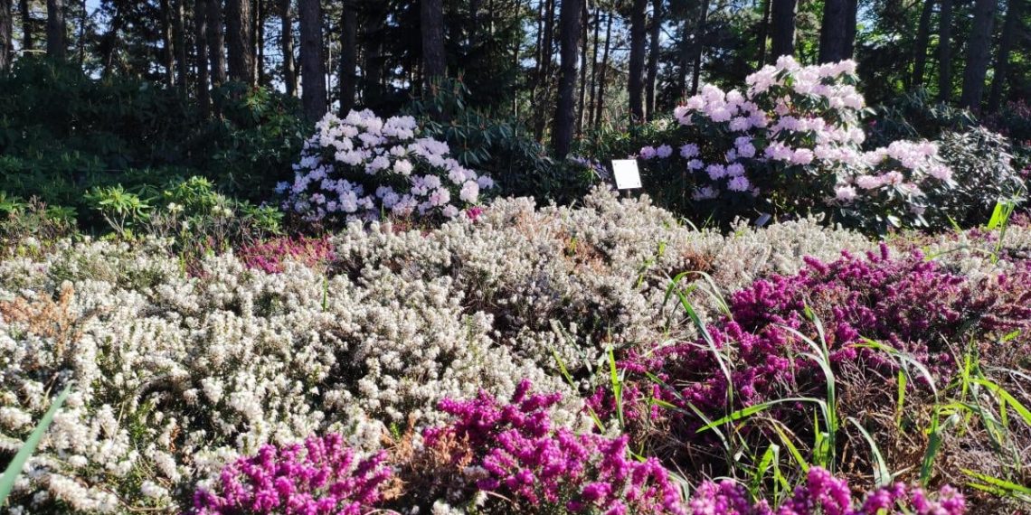 12 рослин, які раз і назавжди позбавлять сад від бур’янів