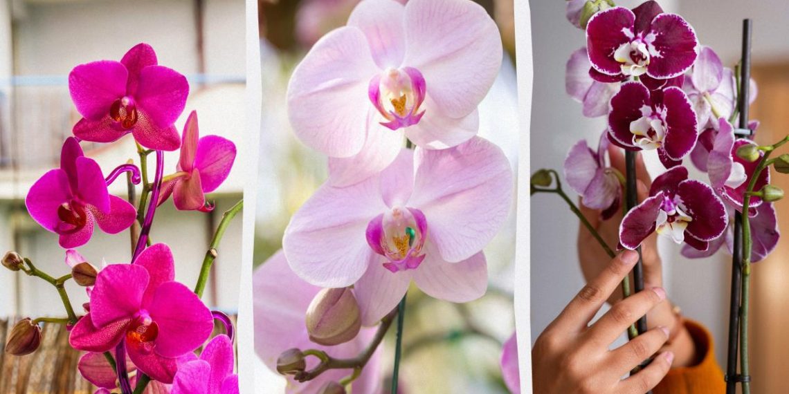 Як доглядати орхідею після цвітіння: садівники розкрили секрети