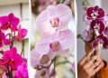Як доглядати орхідею після цвітіння: садівники розкрили секрети