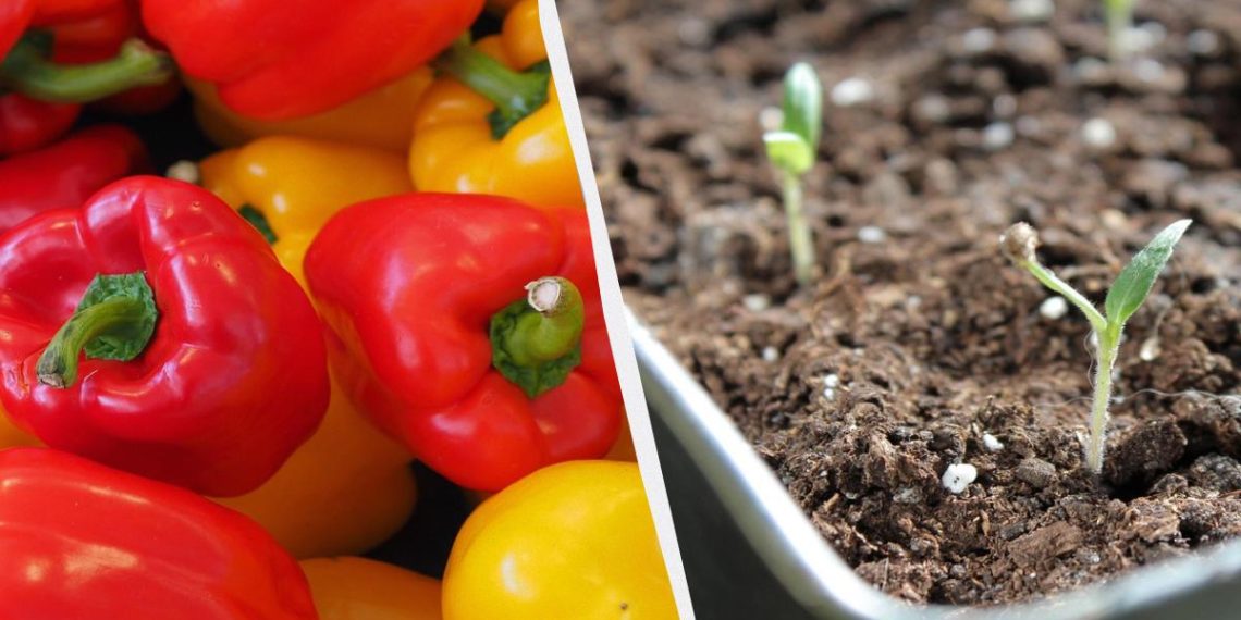 Вже час садити перець на розсаду: як це робити і які дати найвдаліші
