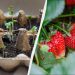 Час садити розсаду полуниці: ось які дні найвдаліші – ягоди будуть величезними