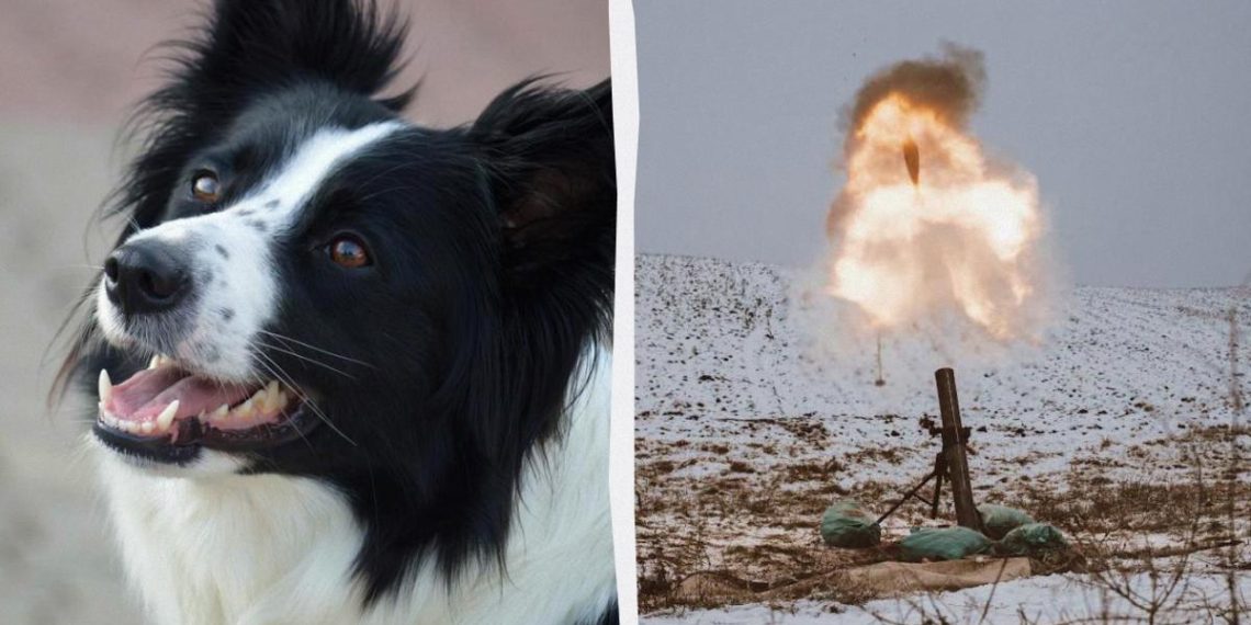 Війна в Україні запустила зворотну еволюцію собак: NYT розповіло про тривожний висновок вчених