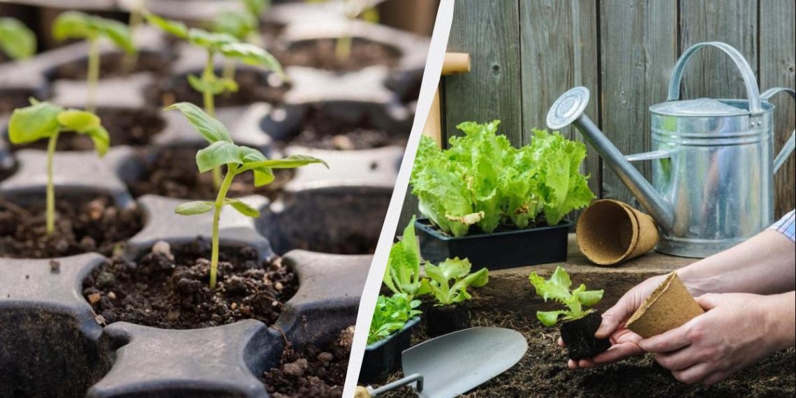 7 справ, які треба зробити на ділянці в лютому: всім дачникам на замітку