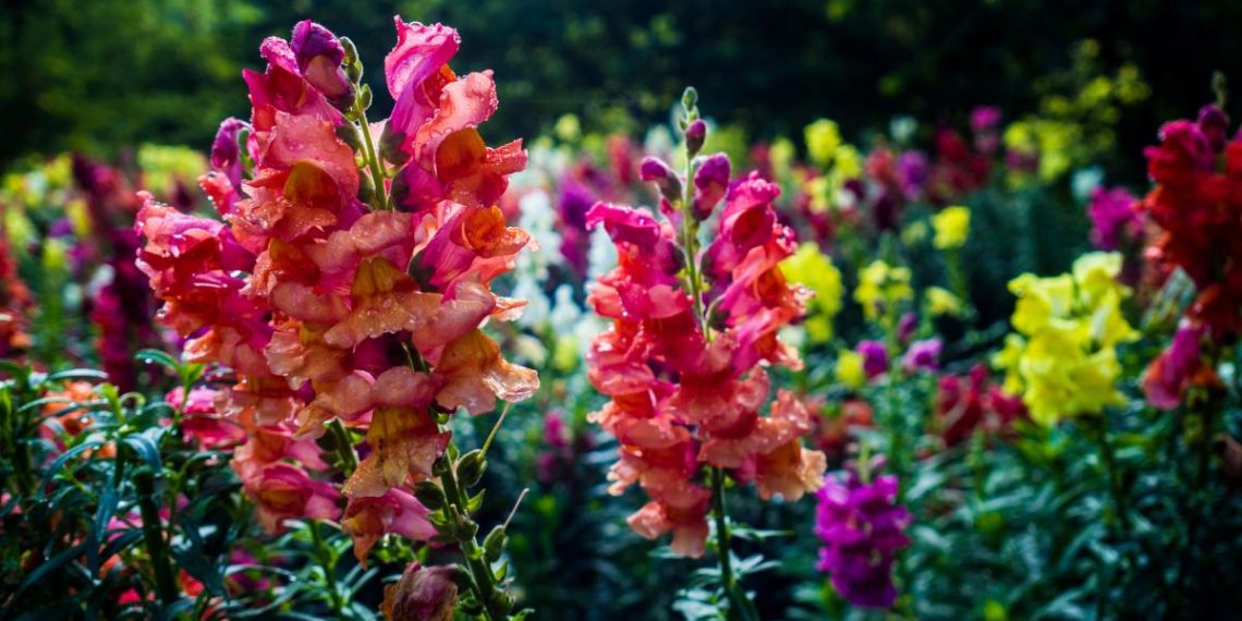 Що посіяти у лютому: фахівці назвали 6 видів насіння квітів та зелені