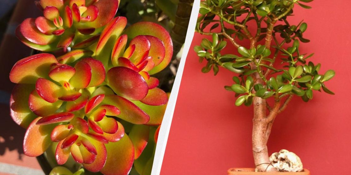 Як врятувати грошове дерево, поки не стало пізно: п’ять важливих нюансів