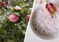 З цим засобом троянди зацвітуть як ніколи: що таке англійська сіль