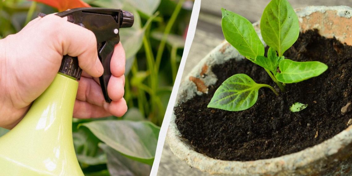 Навіщо досвідчені садівники обприскують розсаду молоком: ви пошкодуєте, що не знали