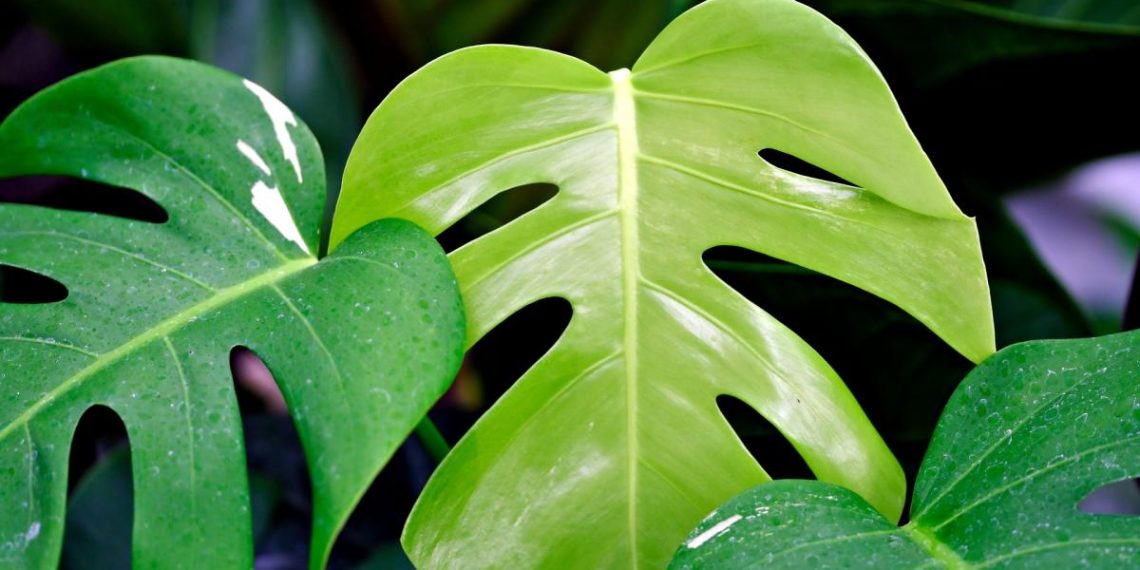 Монстера пожовкла – чого їй не вистачає: встановлюємо діагноз за листям