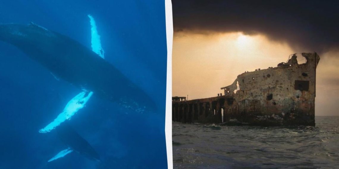 У 1949 році вчені записали моторошні звуки поблизу Бермудських островів: що ж це було