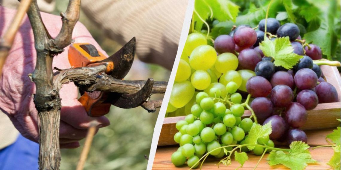 Мудрі дачники вже починають обрізати виноград: врожаю ягід буде вдвічі більше
