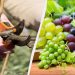 Мудрі дачники вже починають обрізати виноград: врожаю ягід буде вдвічі більше