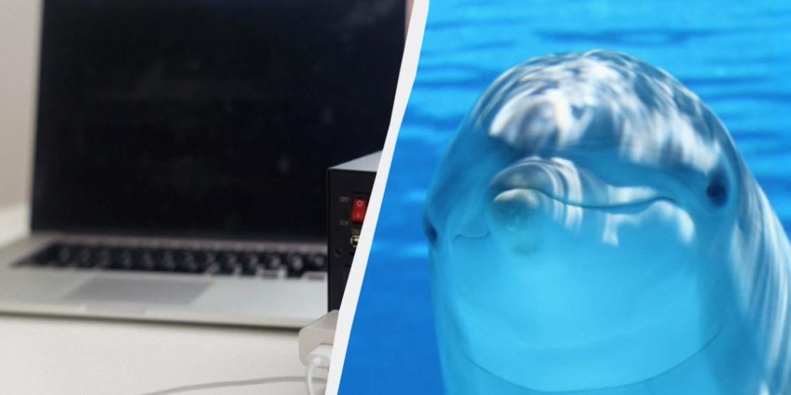 Сигнал тривоги: відходи з ноутбуків і смартфонів знайшли в мозку дельфінів