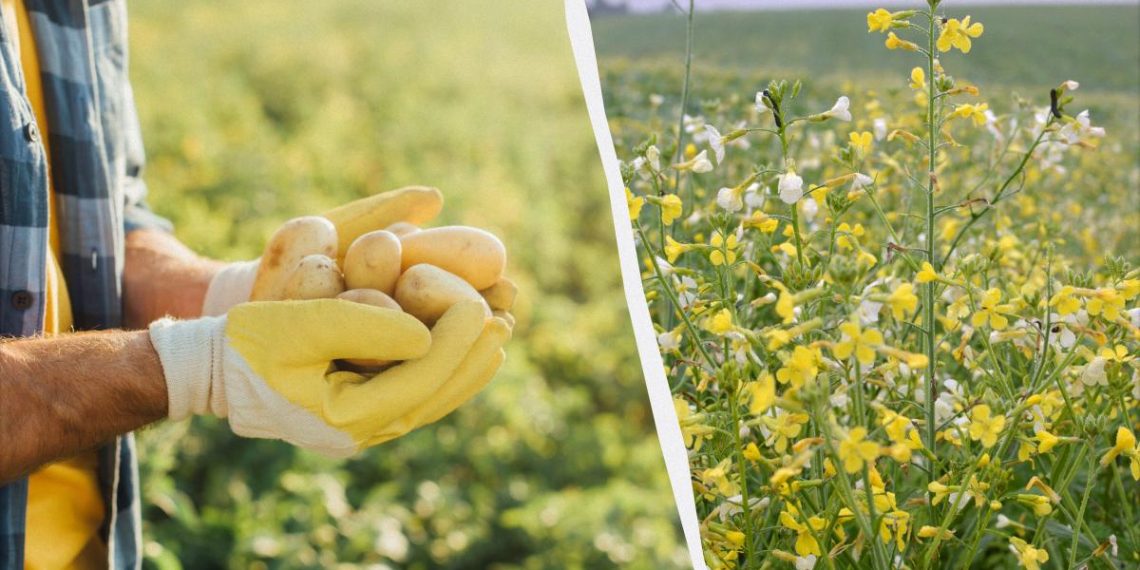 Коли сіяти сидерати навесні: які вибрати для картоплі, помідорів та огірків