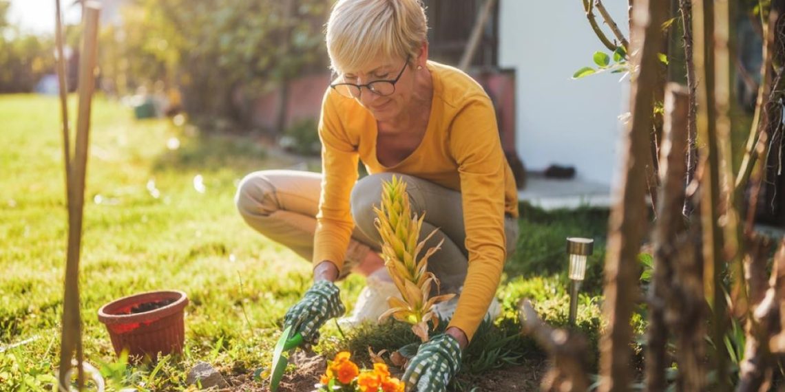 Знайдено природну заміну добривам: вчені виявили рослини, що удобрюють самі себе