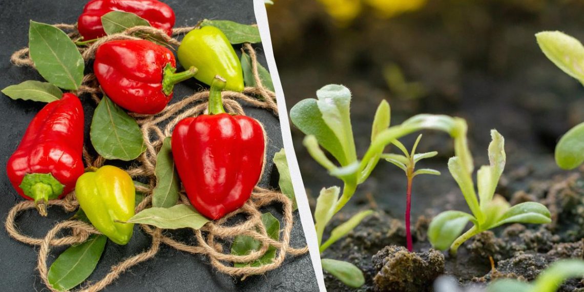 Зберете 2 кг перцю з однієї посадки: що потрібно посіяти поруч