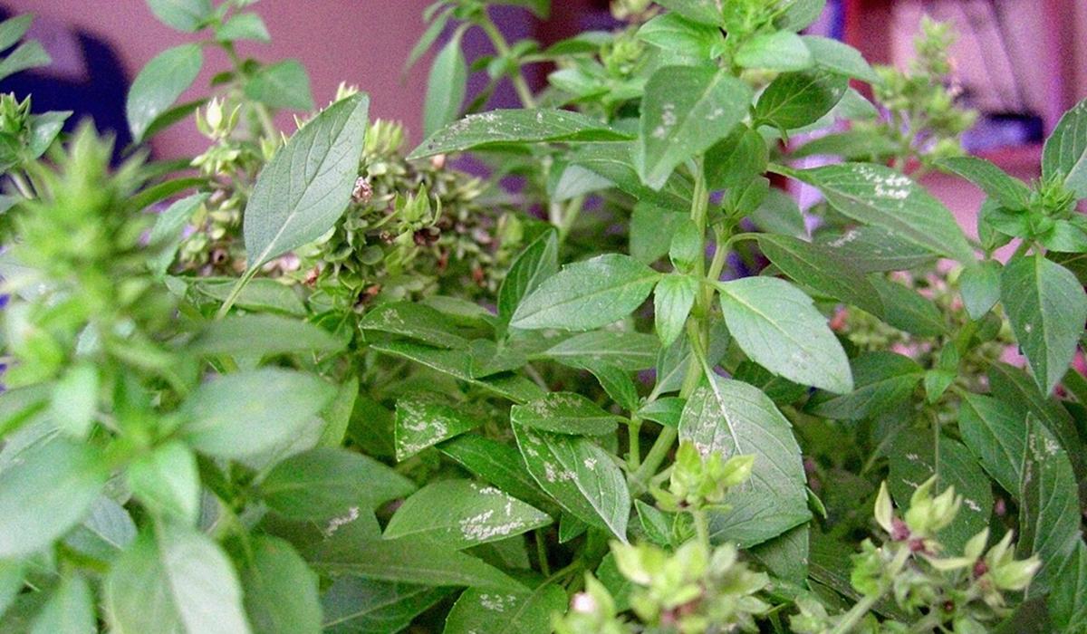 Зберете 2 кг перцю з однієї посадки: що потрібно посіяти поруч