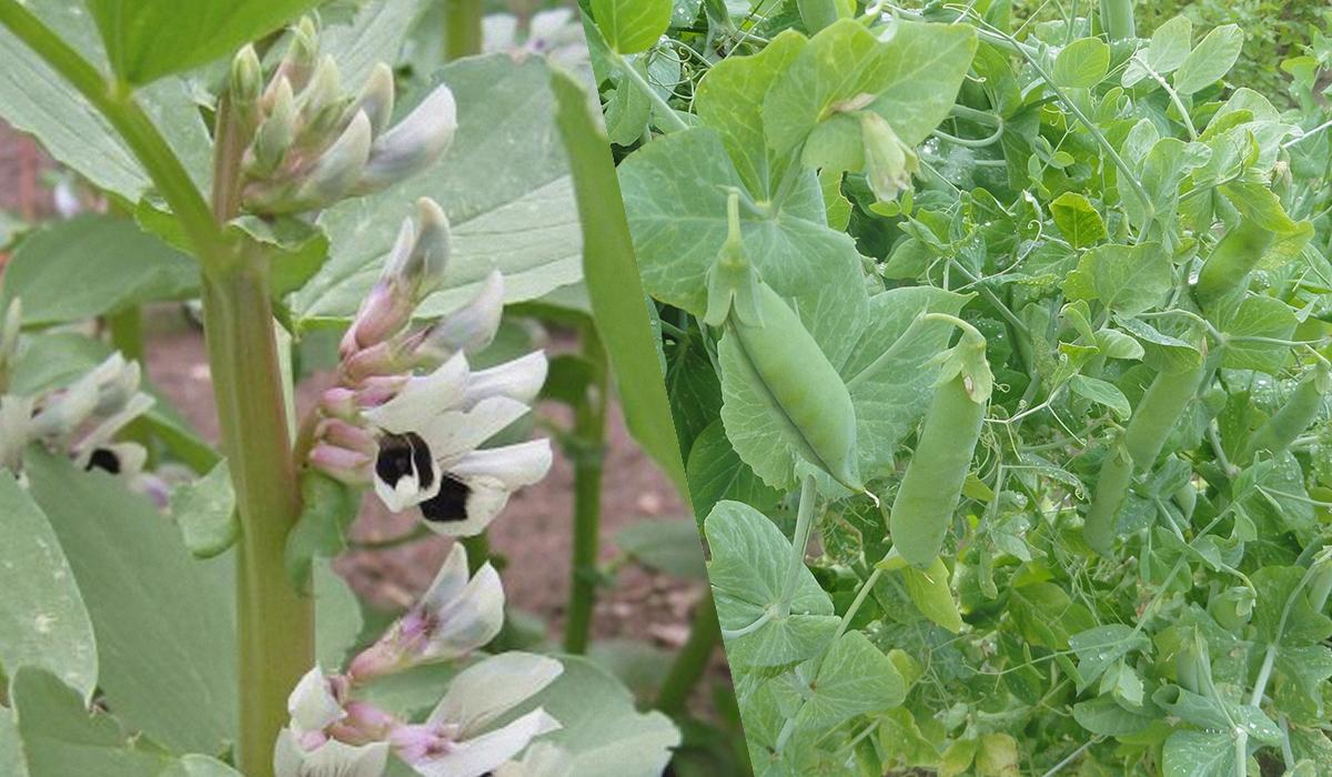 Зберете 2 кг перцю з однієї посадки: що потрібно посіяти поруч