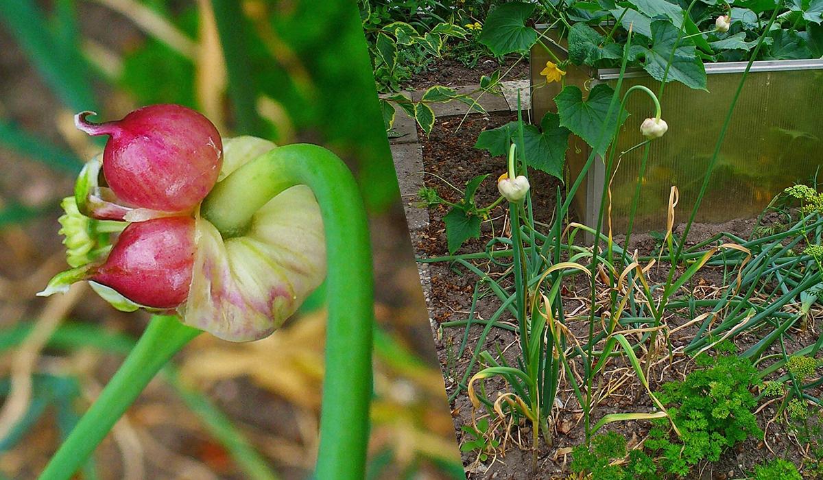 Зберете 2 кг перцю з однієї посадки: що потрібно посіяти поруч