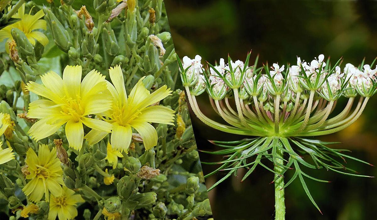 Зберете 2 кг перцю з однієї посадки: що потрібно посіяти поруч